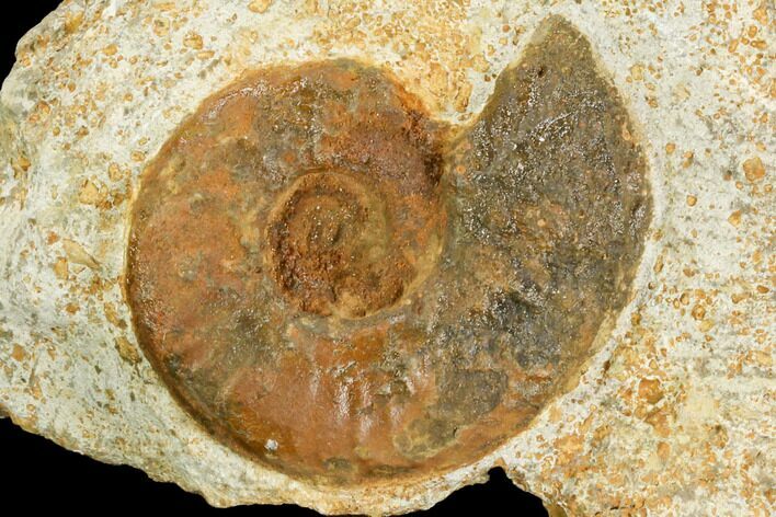 Ammonite Fossil - Boulemane, Morocco #122431